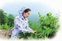 银河集团官网,油茶莳植生产加工销售,植物油莳植生产加工销售