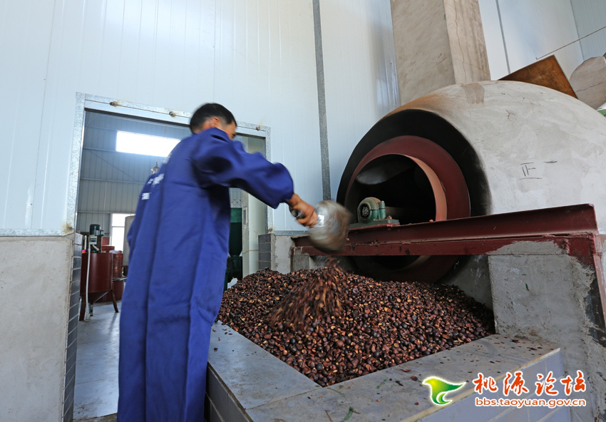 银河集团官网,油茶莳植生产加工销售,植物油莳植生产加工销售