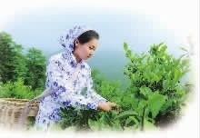 银河集团官网,油茶莳植生产加工销售,植物油莳植生产加工销售